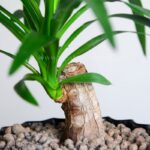 گلدان آپارتمانی یوکا بسیار زیبا است.