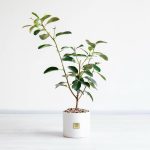 خرید فیکوس جنگلی