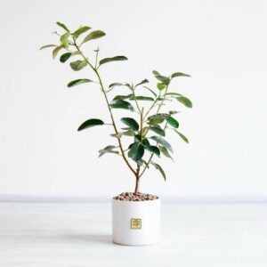 خرید فیکوس جنگلی