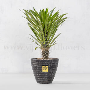 خرید آنلاین گلدان آپارتمانی نخل ماداگاسکار