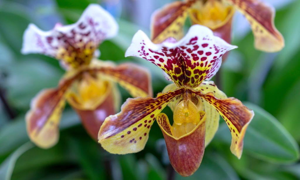 paphiopedilum orchid