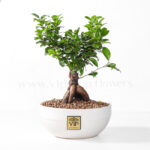 بونسای جینسینگ