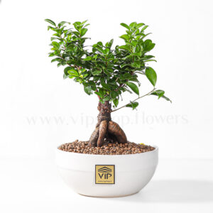 بونسای جینسینگ