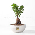 گلدان آپارتمانی بونسای جنسینگ - Image 2