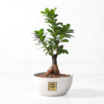 گلدان آپارتمانی بونسای جنسینگ - Image 3