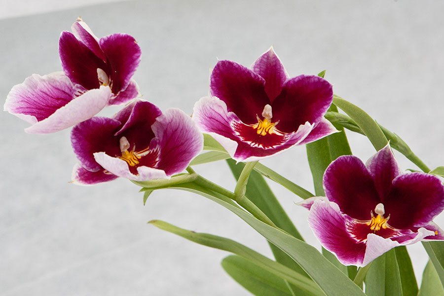 miltonia orchid