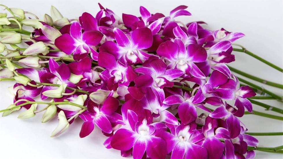 Dendrobium orchid
