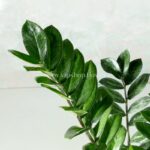 گلدان آپارتمانی زاموفیلیا- گلفروشی آنلاین VIP Shop