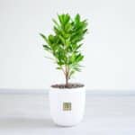 گلدان آپارتمانی آکوبا- گلفروشی آنلاین VIP Shop