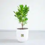 گلدان آپارتمانی آکوبا- گلفروشی آنلاین VIP Shop