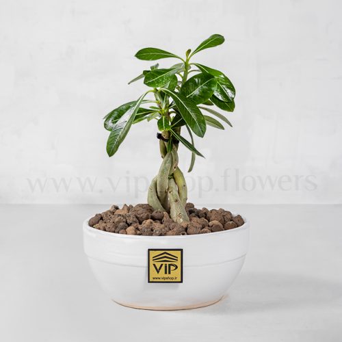 گیاه آدنیوم- گلفروشی آنلاین VIP Shop