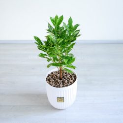 گلدان آکوبا ابعاد بسیار مناسبی دارد.