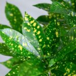 برگ های گیاه آکوبا دو رنگ است.