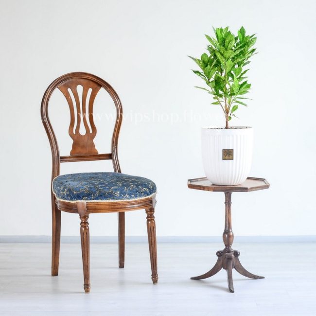 گلدان آکوبا در مقابل یک صندلی بسیار زیبا است.