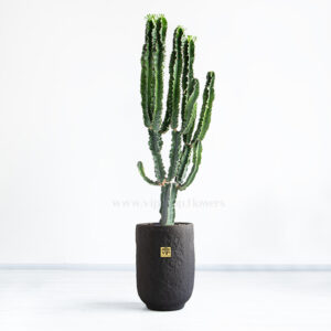 کاکتوس افوربیا اینگنس با گلدان مشکی مناسب هر مکانی است.