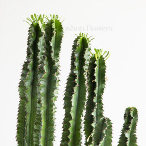 کاکتوس افوربیا اینگنس طرح های ریز زیبایی دارد.