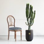 کاکتوس افوربیا اینگنس خاص ترین است.