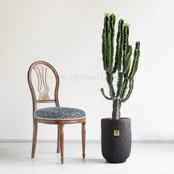 کاکتوس افوربیا اینگنس خاص ترین است.
