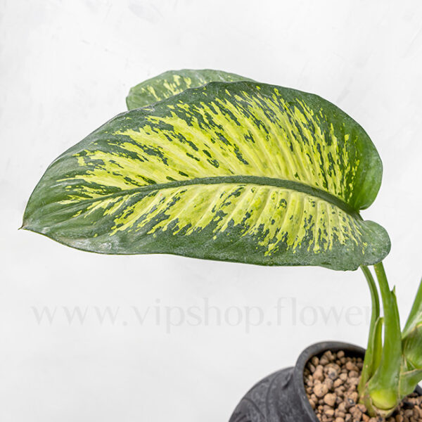 جزئیات برگ دیفن باخیا