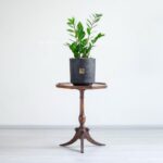 زاموفیلیا متوسط ابعاد بسیار مناسبی دارد.