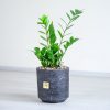زیبایی و شادابی زاموفیلیا متوسط زبانزد است.