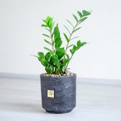 زیبایی و شادابی زاموفیلیا متوسط زبانزد است.