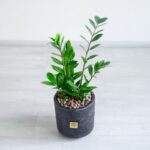 زاموفیلیا متوسط گیاه خاصی است.