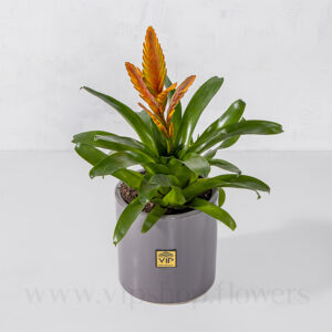 ظاهر گلدان آپارتمانی ورزیا نارنجی