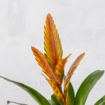 گل ورزیا نارنجی از نزدیک