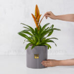 ابعاد گلدان آپارتمانی ورزیا نارنجی