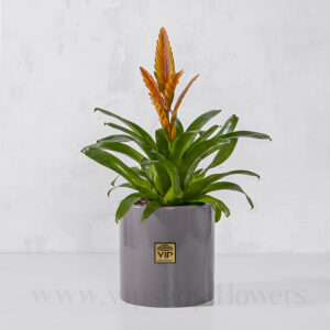 گل ورزیا نارنجی