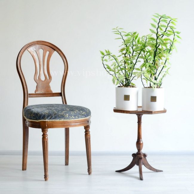 گیاه پدیلانتوس در کنار صندلی
