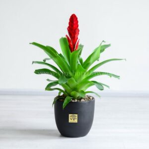 گیاه ورزیا- گلفروشی آنلاین VIP Shop