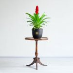 گیاه ورزیا برای نگهداری در منزل مناسب است.