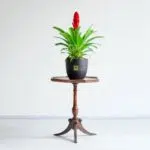 گیاه ورزیا برای نگهداری در منزل مناسب است.