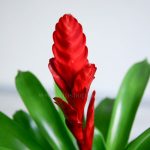 گلدان آپارتمانی ورزیا قرمز - Image 5