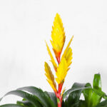 گلدان آپارتمانی ورزیا زرد - Image 2