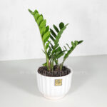 گلدان آپارتمانی زاموفیلیا- گلفروشی آنلاین VIP Shop