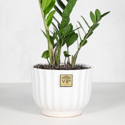 گلدان آپارتمانی زاموفیلیا- گلفروشی آنلاین VIP Shop