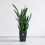 سانسوریا سبز بسیار محبوب است.