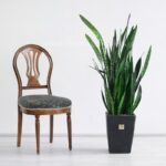 ابعاد بزرگ گلدان سانسوریا زیباست.