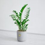 زاموفیلیا بزرگ بسیار مناسب است.