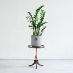 زاموفیلیا برای مکان های مختلف مناسب است.