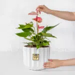 گلدان آپارتمانی آنتوریوم