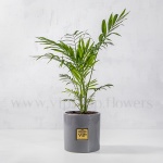 گیاه تصفیه کننده هوا- گلفروشی آنلاین VIP Shop