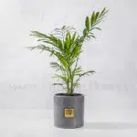 گیاه تصفیه کننده هوا- گلفروشی آنلاین VIP Shop