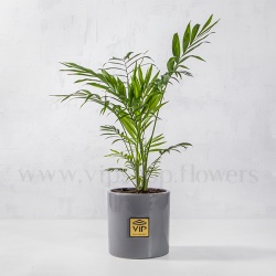 گیاه تصفیه کننده هوا- گلفروشی آنلاین VIP Shop