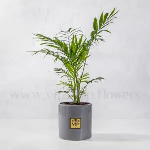 گیاه تصفیه کننده هوا- گلفروشی آنلاین VIP Shop