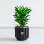 گلدان آپارتمانی دراسنا کامپکت - Image 7