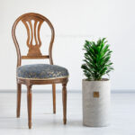 گیاه دراسنا کامپکت کوچک مناسب برای قرار دادن روی میز